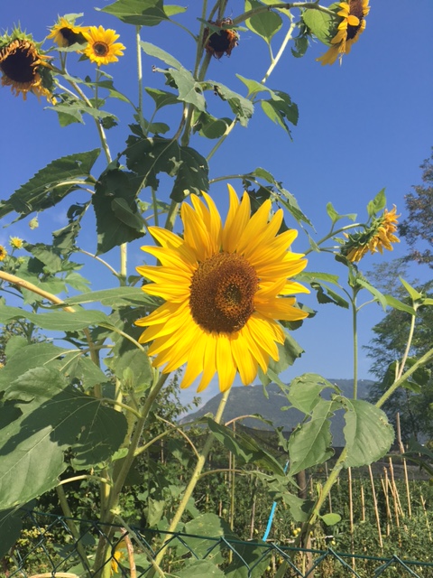 fitoterapia a bassano del grappa-maria paola bordignon