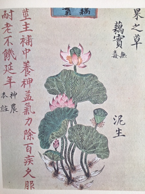 indicazioni agopuntura dottoressa bordignon