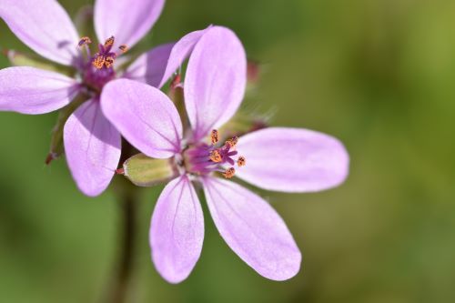 paola bordignon-agopuntura-bassano del grappa